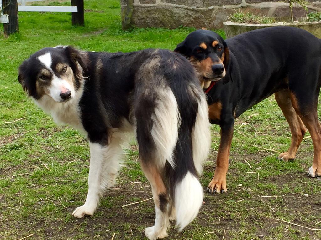 Farm Happy Dogs Ranch